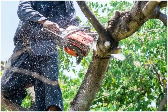 tree services Madison Heights